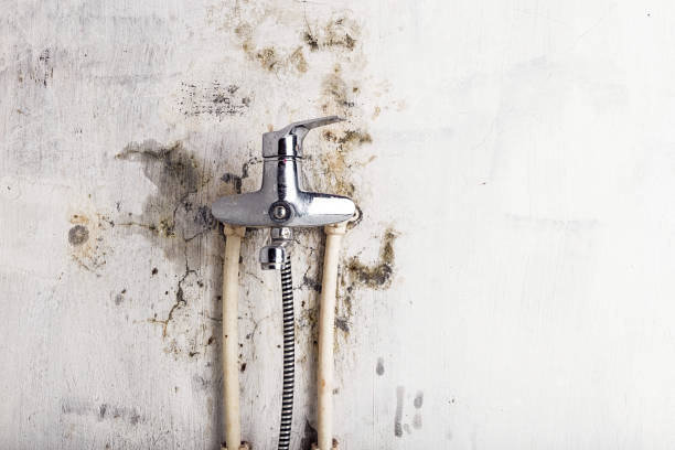 Best Residential Mold Remediation in Pasadena, CA